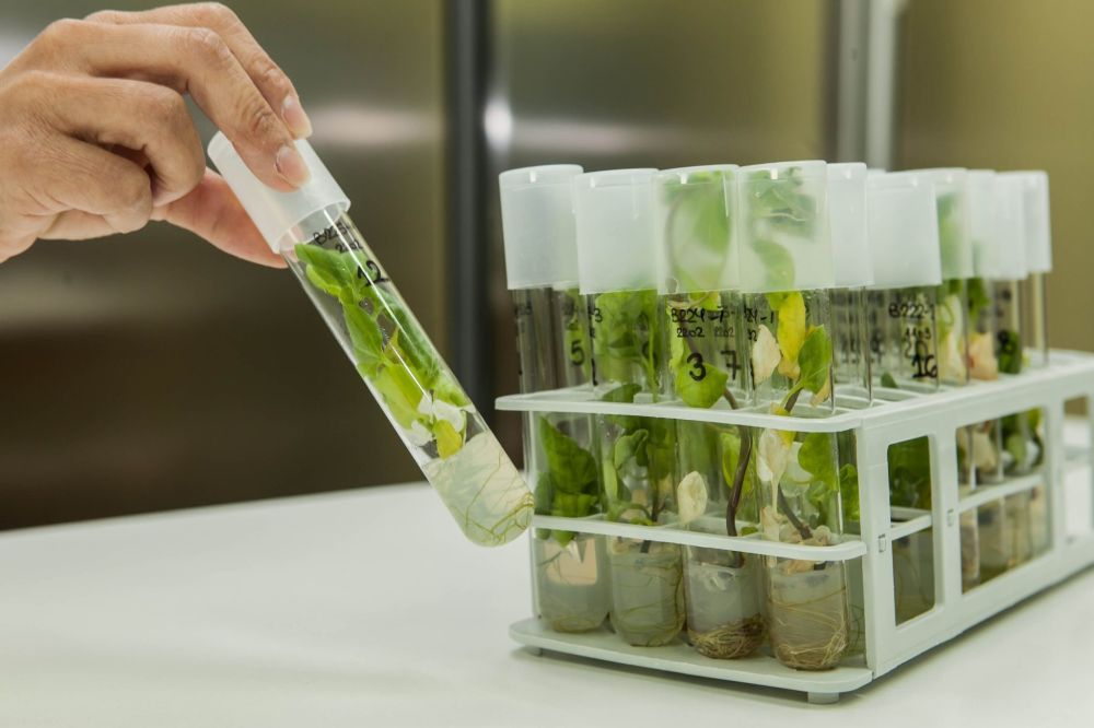 Технология микроразмножения in vitro плодовых культур