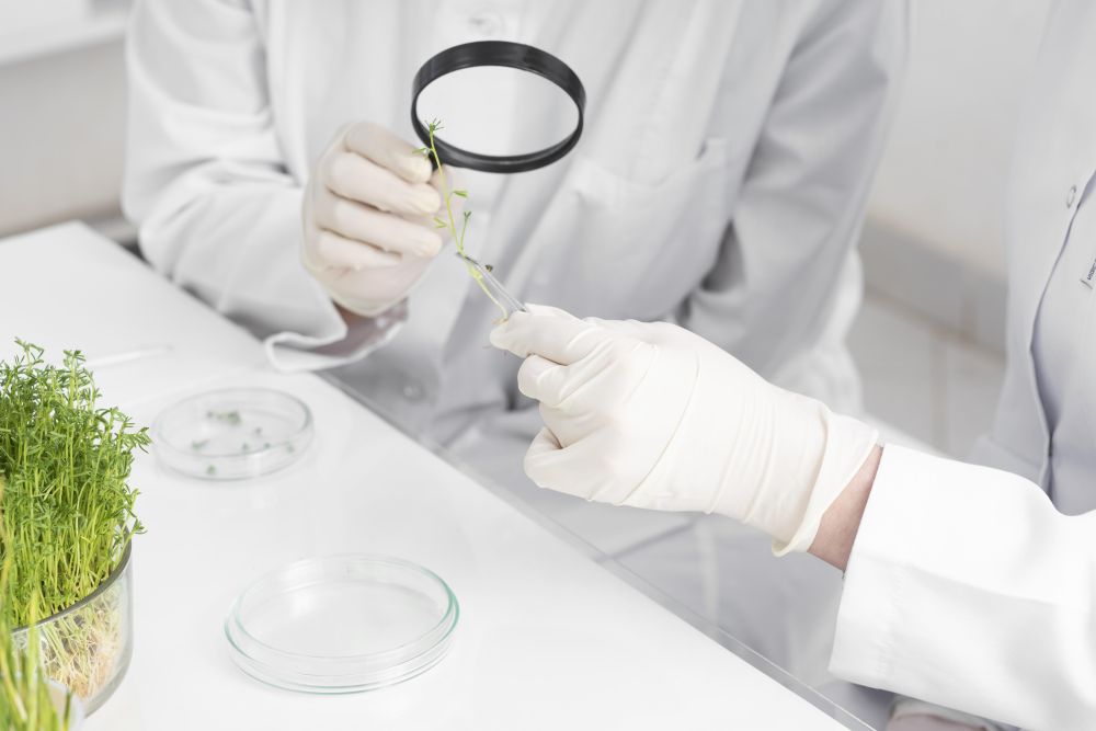 Фитосанитарный мониторинг и диагностика вредных организмов. Оценка биологической эффективности защитных мероприятий (ОП)