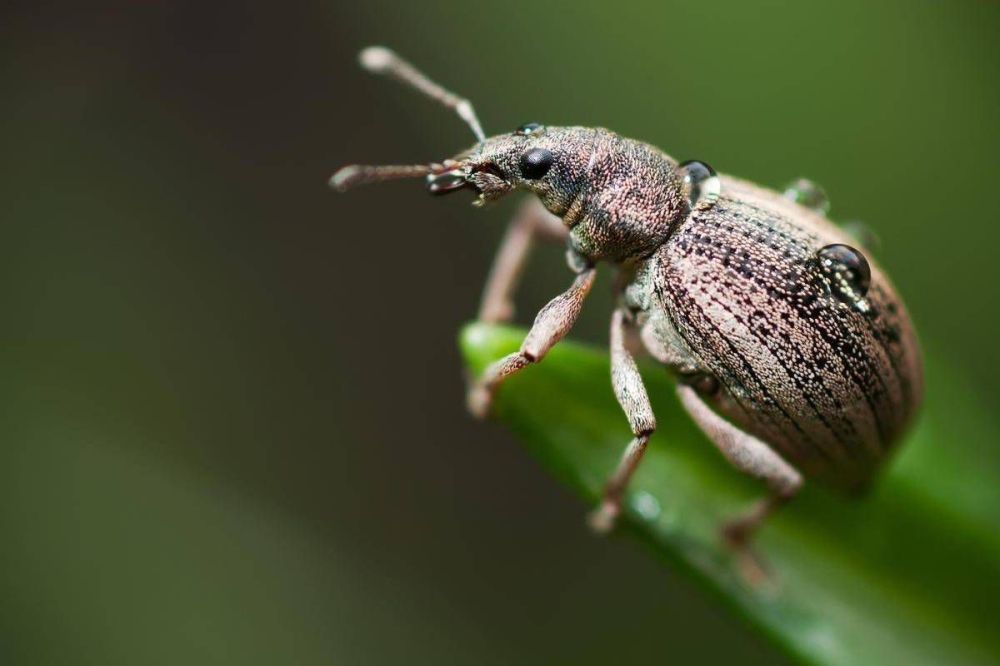 Вредители плодовых культур