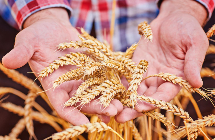 Основы агрономии: технология производства, хранения и переработки продукции растениеводства (ОП)